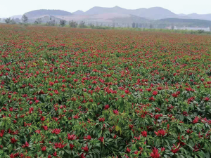 種植案例